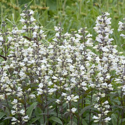 Пенстемон наперстянковый «Husker Red» - Penstemon digitalis «Husker Red»