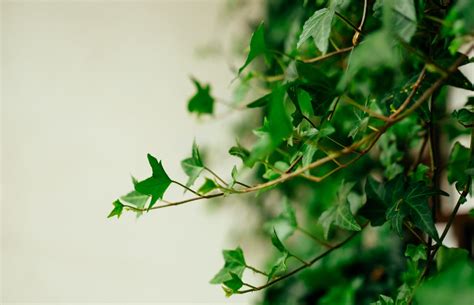 How to Care for English Ivy - Indoor Plant Guides