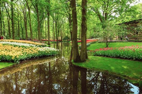 Free Photo | The tulip field in Netherlands or Holland