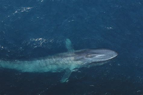 Blue Whales Teeth