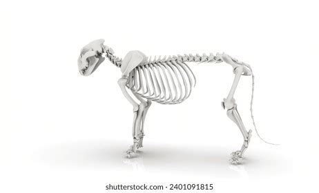 Lion Skeleton System Isolated Anatomy Medical Stock Illustration ...