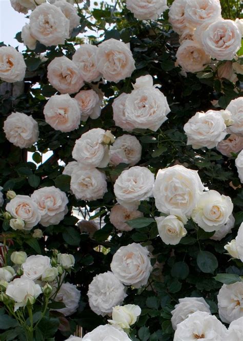 White Eden Climber Rose Bare Root In White Climbing Roses