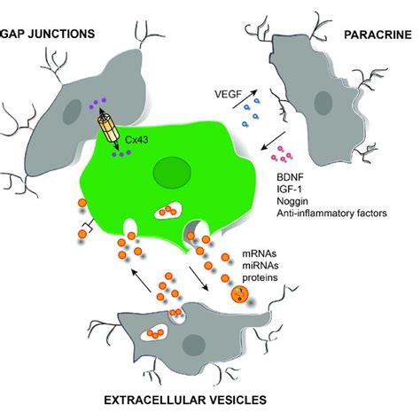 Schematic Representation Of Different Cell Signaling Pathways Download Scientific Diagram