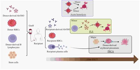 Hematopoietic Stem Cell Transplantation