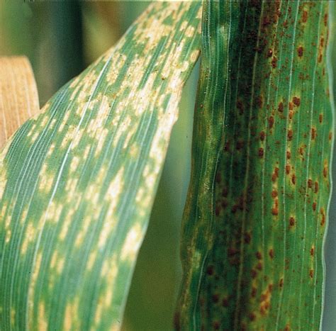 Diagnosing leaf rust of wheat | Agriculture and Food