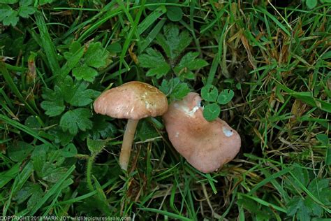 Rugosomyces Carneus Pink Domecap Templewood 6th October 20 Flickr