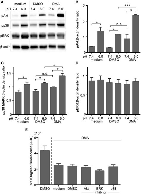 Frontiers Extracellular Acidification Inhibits The Ros Dependent