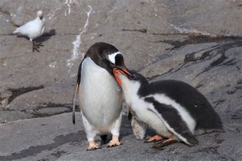 Gentoo Penguin (Pygoscelis papua) · iNaturalist