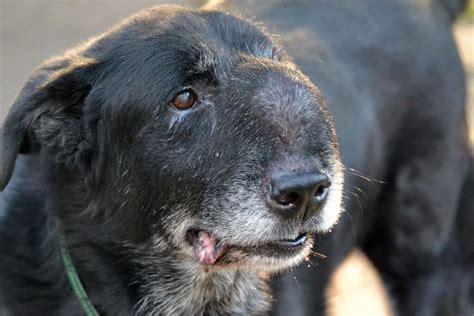 Tipos De Tumores En Perros Síntomas Y Tratamiento ️ Postposmo Postposmo