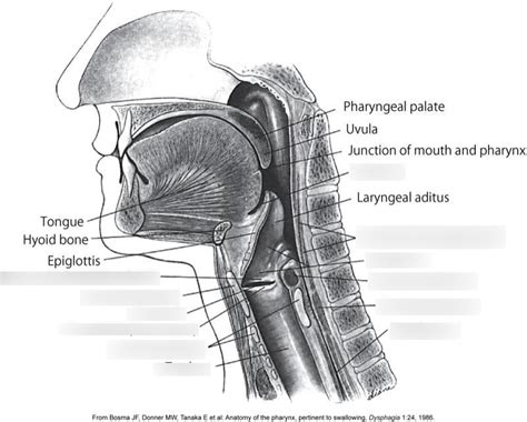 Lateral View of Anatomy for Swallowing Diagram | Quizlet