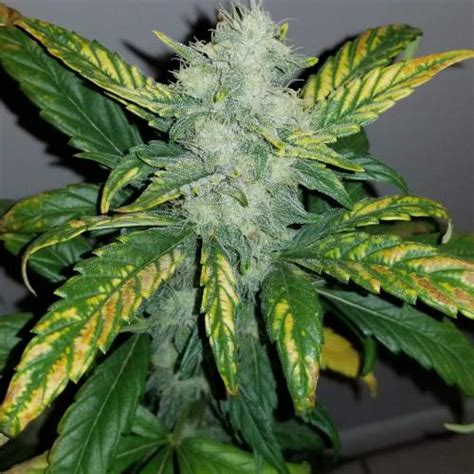 Mephisto Genetics Sour Stomper Grow Diary Journal Week By