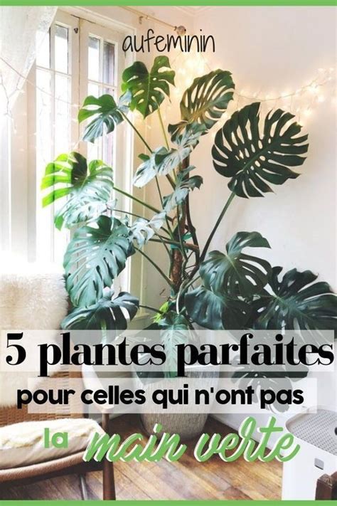 Les Plantes Vertes D Int Rieur Faciles Entretenir Plante Verte