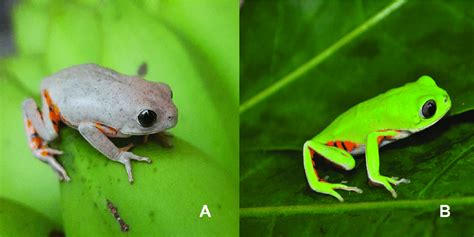 Comparative Dorsolateral Views Of Axanthism A And Normal B Adults