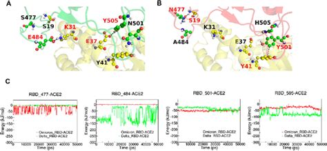 MD Simulations Of ACE2 RBD Complex A And B The Interactive