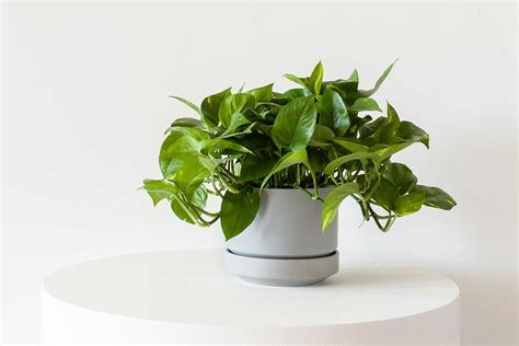 What You Need To Know Before You Buy A Pothos — Plant Care Tips And