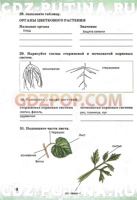 Гдз по биология сонин 6 класс: ГДЗ по биологии 6 класс рабочая тетрадь ...