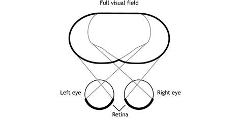 Vision Central Processing Foundations Of Neuroscience