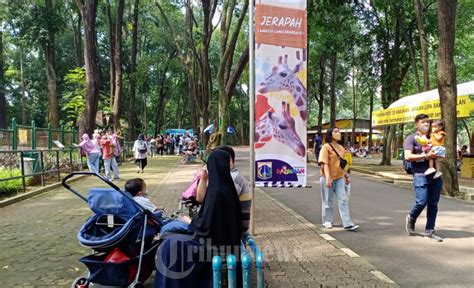 Suasana Pengunjung Taman Margasatwa Ragunan Hari Pertama Dibuka Foto 3