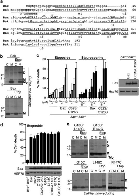 Bax dimerizes via a symmetric BH3:groove interface during apoptosis ... 