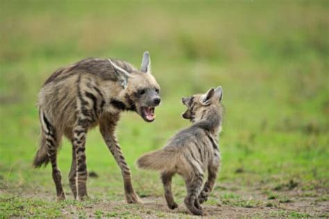 The Perils of a Female Hyena Giving Birth