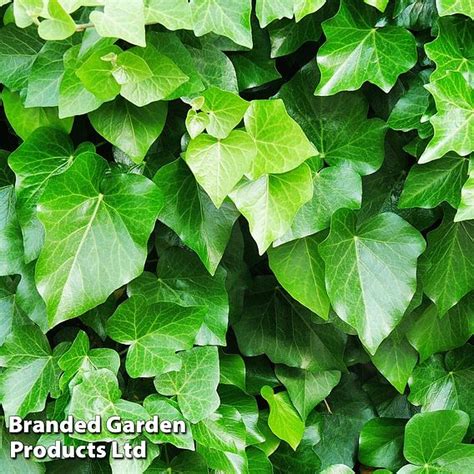 Hedera Helix Arborescens Dobies