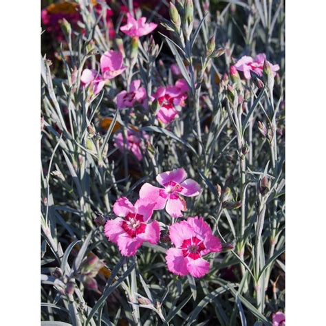 Dianthus plumarius Angel of Peace PÉPINIERE BROCHET LANVIN