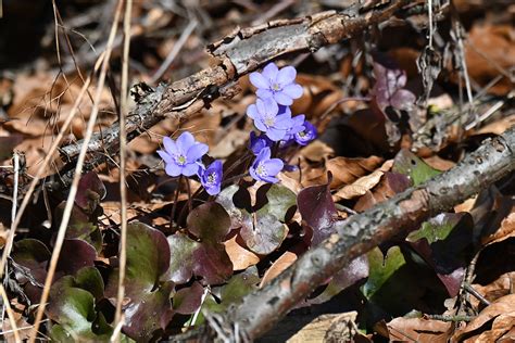 Leberbl Mchen Leberbl Mchen Hepatica Nobilis C Josef A Flickr