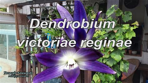 Dendrobium Victoriae Reginae Is Blooming Legendas Em Portugu S Youtube