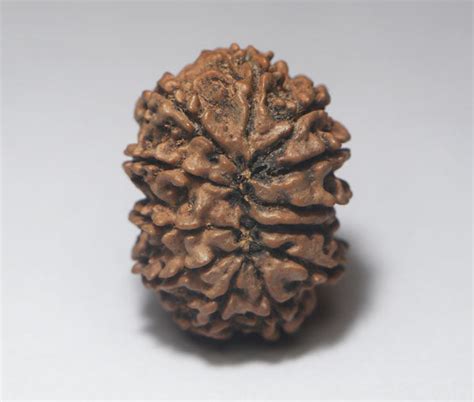 11 Mukhiface Rudraksha Origin Nepali Rudradhyay