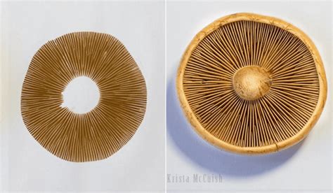 Пластинчатые грибы — понятие, виды грибов, фото и описание