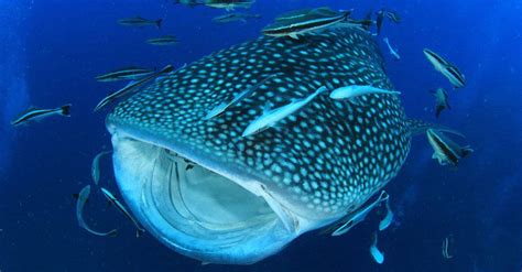 The 10 Biggest Fish Still Swimming Today's Oceans - A-Z Animals