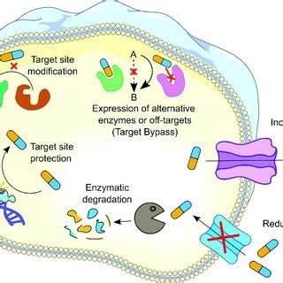 Schematic Representation Of Biological Functions Of Bacterial Efflux