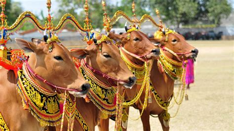 Karapan Sapi Budaya Tradisional Dan Atraksi Wisata Khas Madura