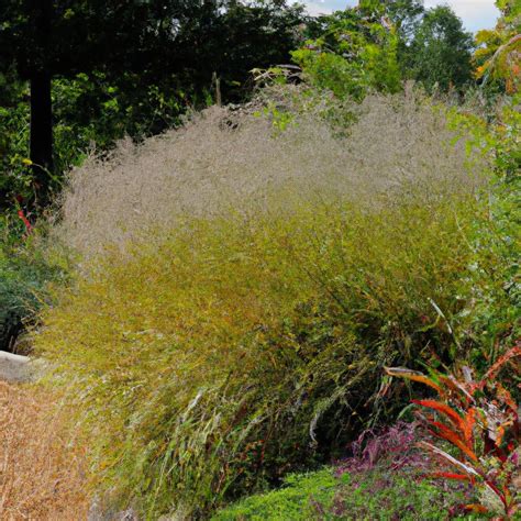 Ornamental Grasses for Your Garden: A Guide to Choosing the Best Ones ...