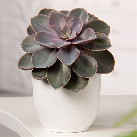 Echeveria Perle von Nürnberg Höhe ca 15 20 cm online kaufen bei