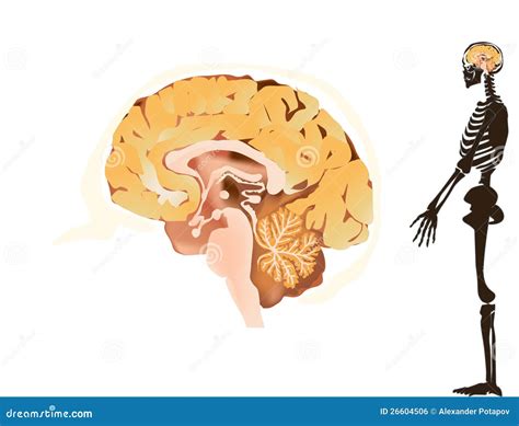 Brain And Skeleton, Human Anatomy. Royalty-Free Cartoon | CartoonDealer ...