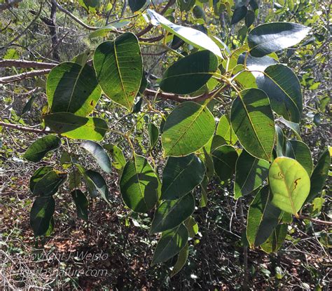 South Florida Tree Leaf Identification - Infoupdate.org