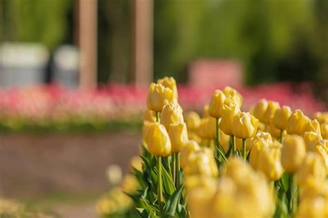 Um Campo De Tulipas Amarelas Em Um Jardim Fundo Rosa Foto Premium