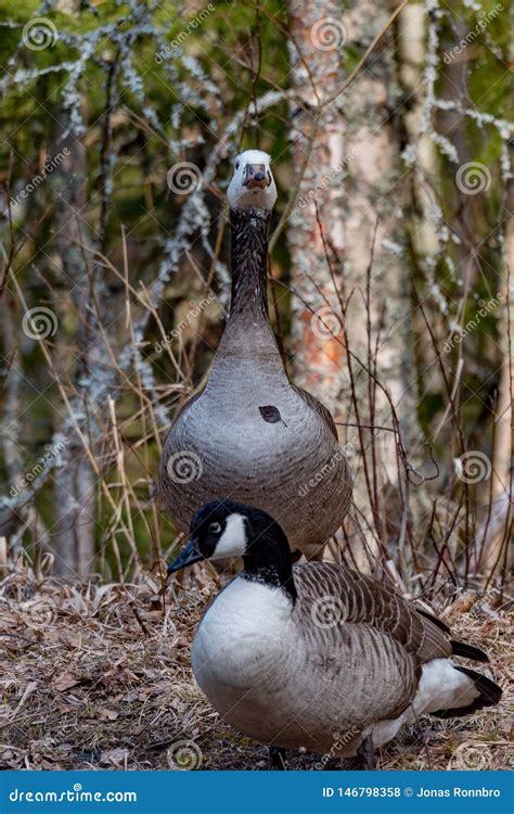 Big Canada Goose Standing in Dry Grass Stock Photo - Image of animal