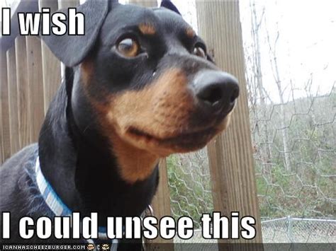 15 Hilarious Miniature Pinscher Memes Will Make Your Day The Dogman