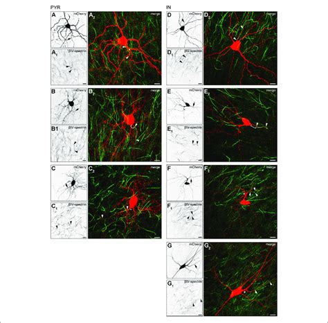 AIS Heterogeneity In Pyramidal Neurons A C And Interneurons D G