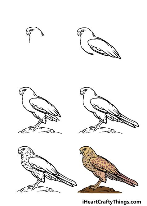 Falcon Drawing - How To Draw A Falcon Step By Step