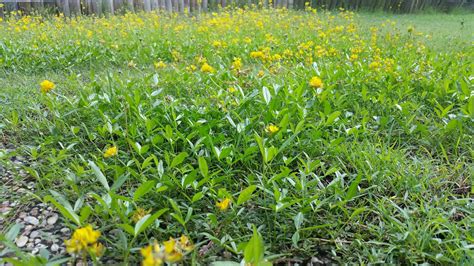 Grass Weeds With Yellow Flowers Studio And Garden Small Splendors In