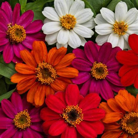 Lilliput Mix Zinnia