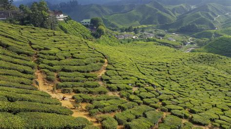 Tea plantations in the Cameron Highlands in Malaysia - Where to Kim?