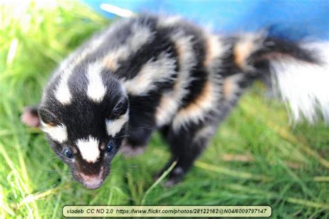 The Adorable Little Spotted Skunk - Virily