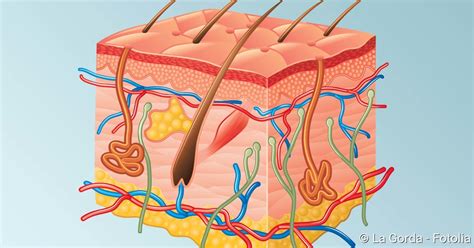 Haut Cutis Aufbau Und Funktion NetDoktor Ch