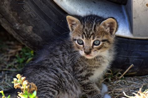 Can Kittens Be Feral? | Purrpetrators