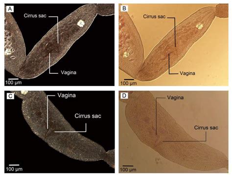 Figure 2 From Comparative Morphologic And Morphometric Study On The