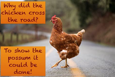 Why Did The Chicken Cross The Road